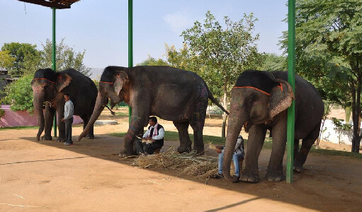 Elephant Village Jaipur