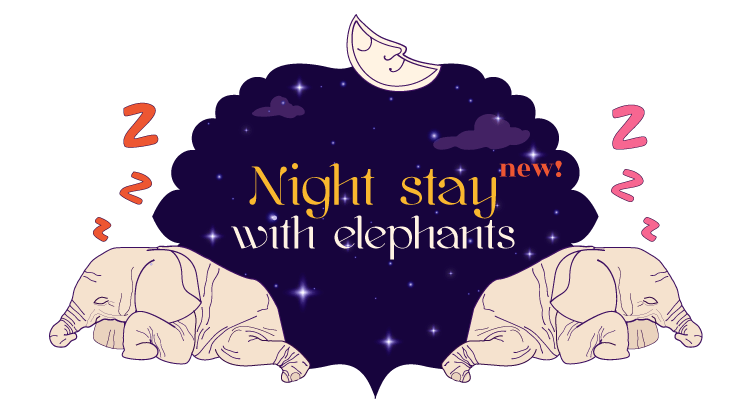 Night stay with elephants new